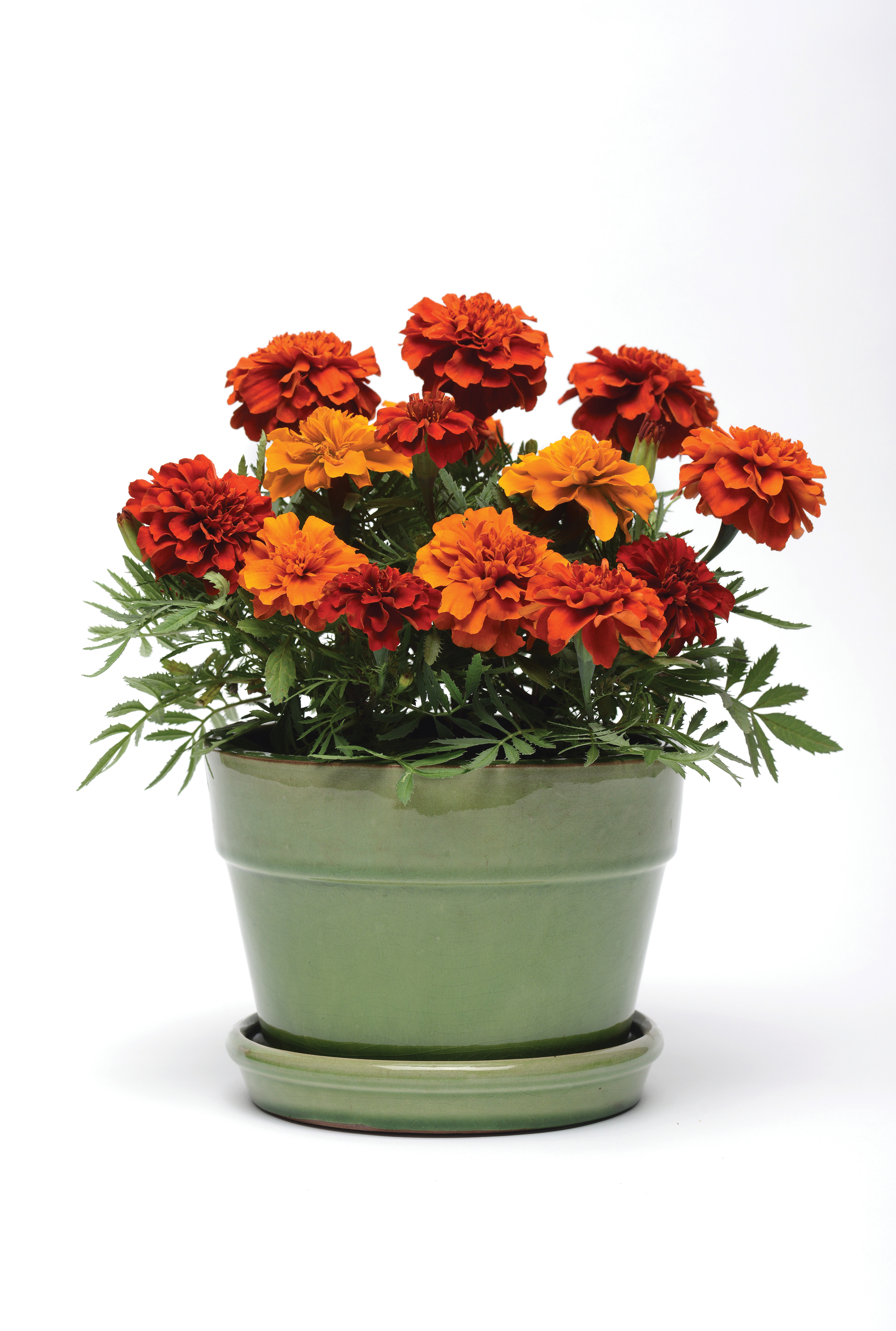 Tagetes patula Fireball