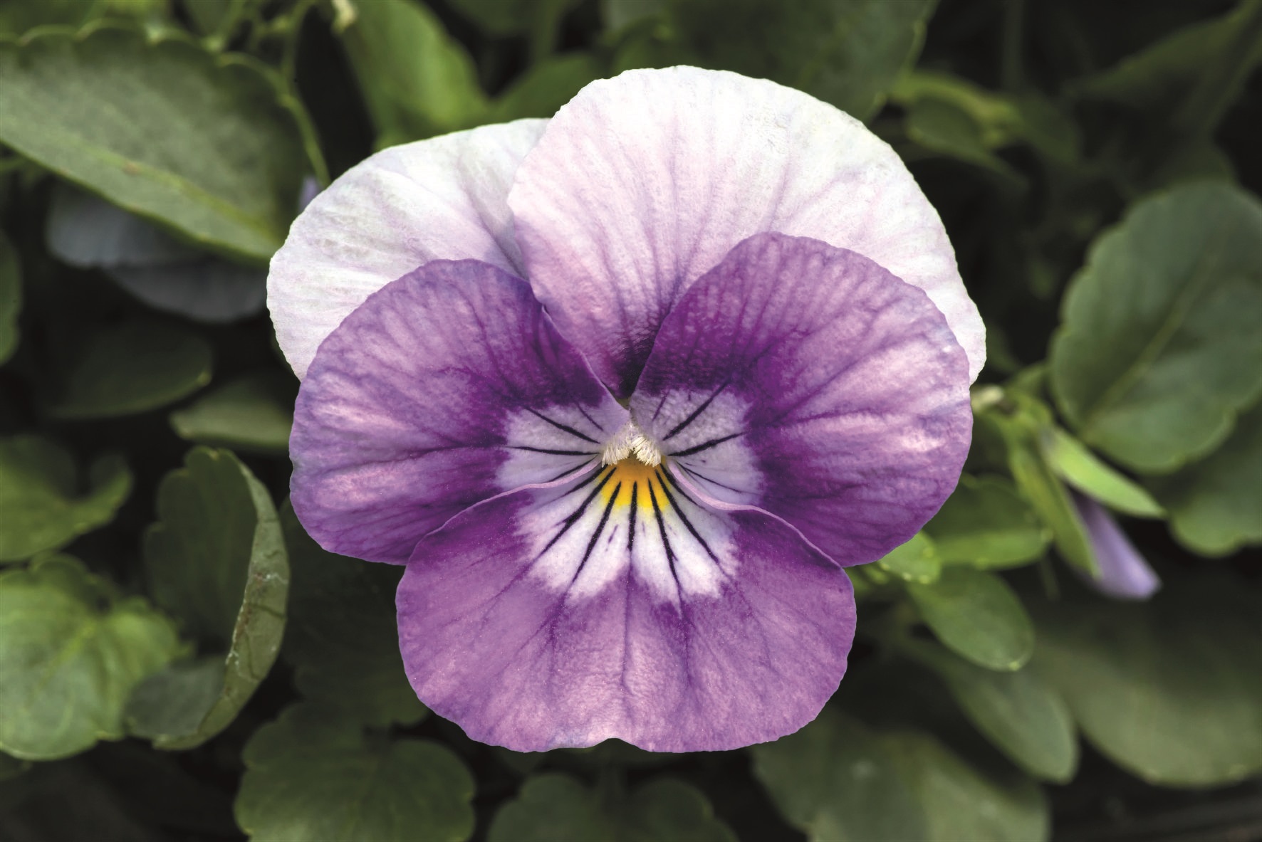 Viola cornuta F1 Admire Lavender Pink Face