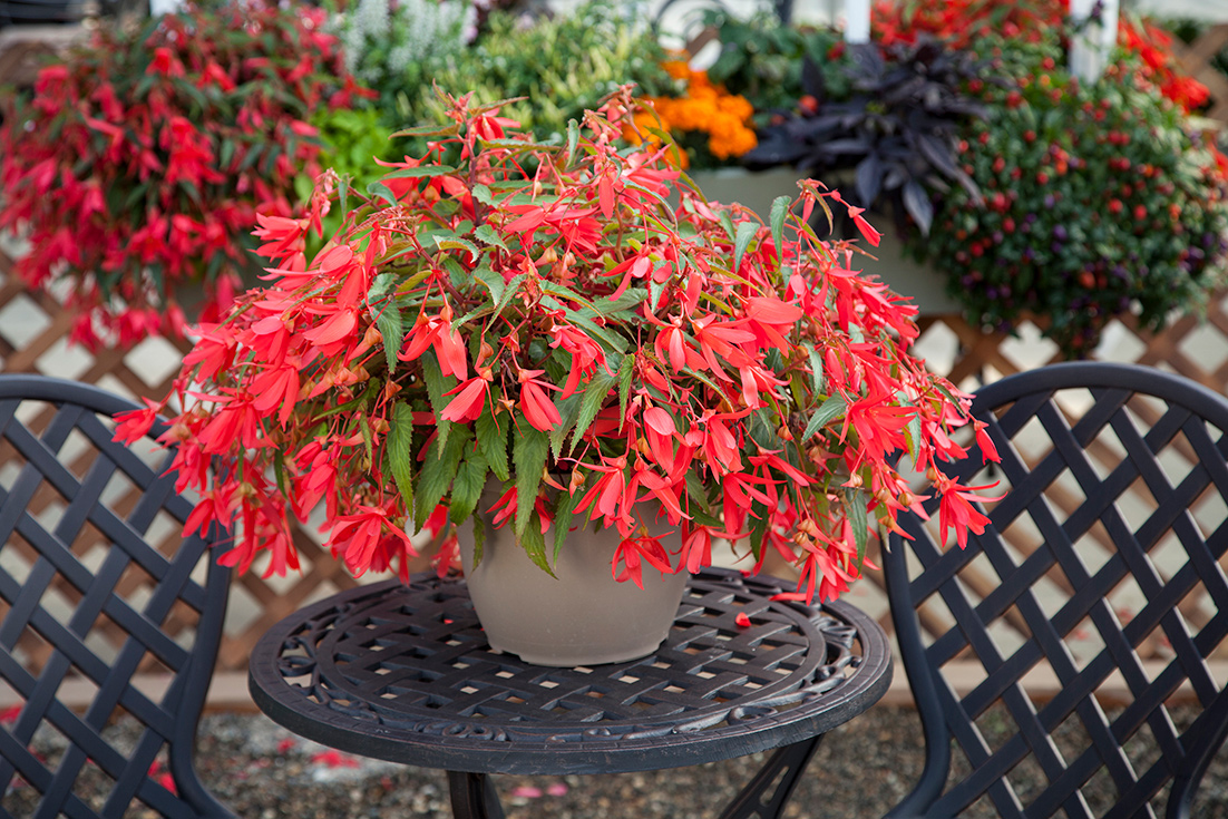 Begonia boliviensis F1 Bossa Nova ROSE