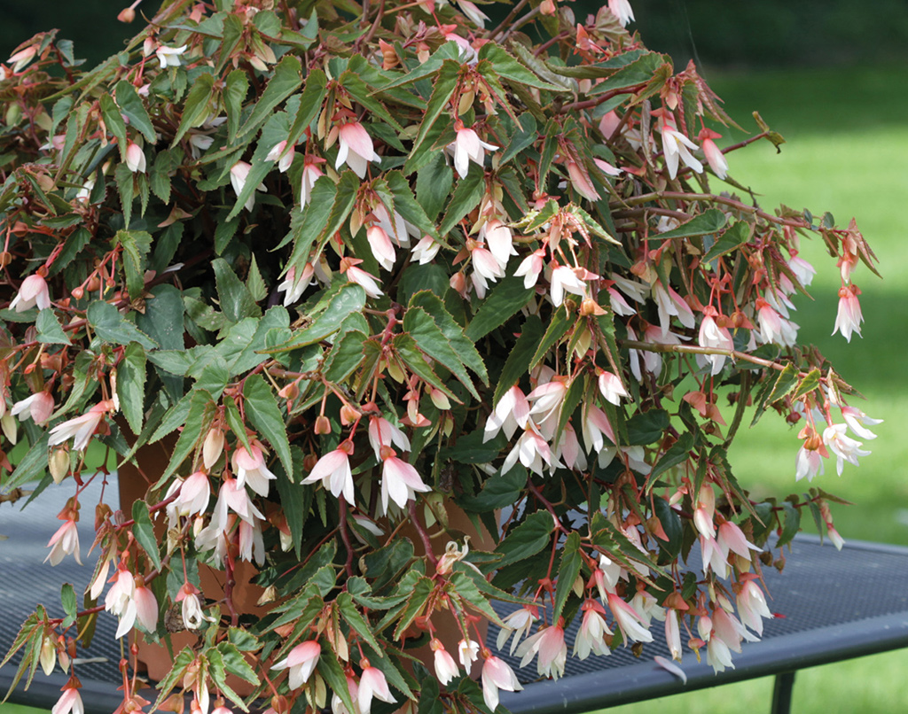 Begonia boliviensis F1 Bossa Nova WHITE