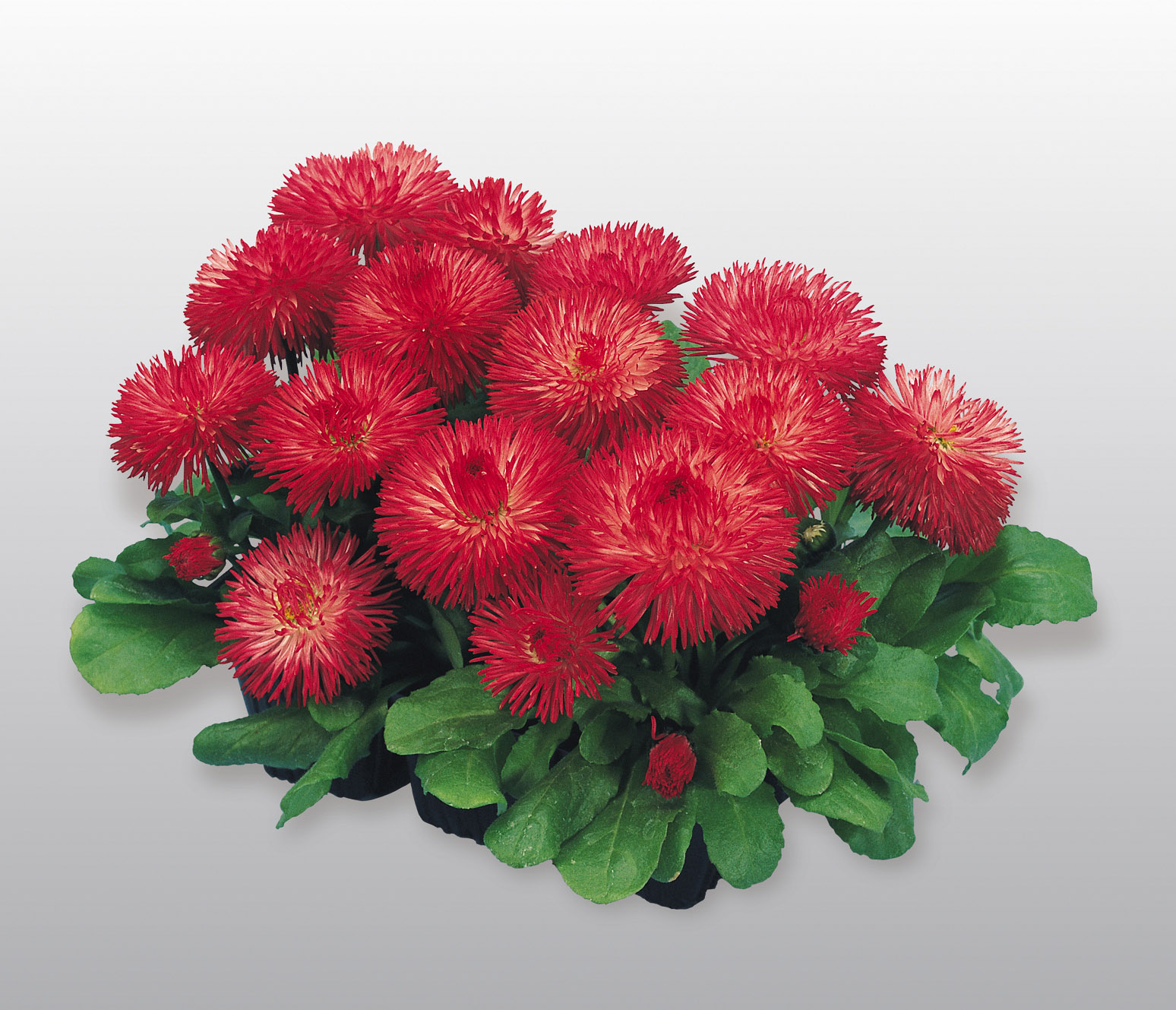 Bellis perennis Habanera Rot