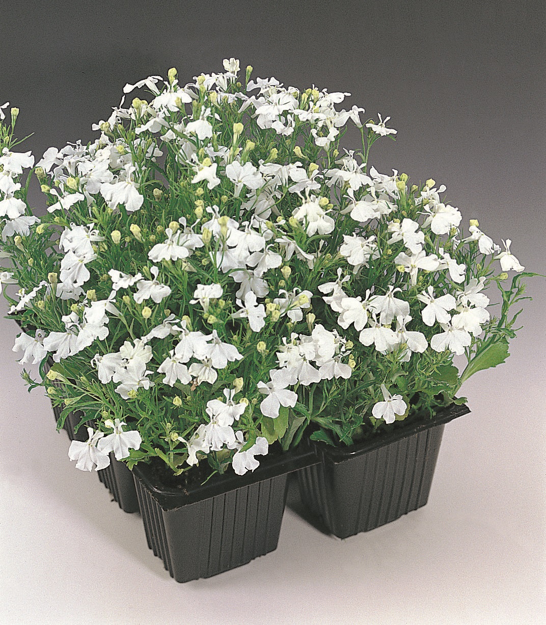 Lobelia erinus Palace Weiß