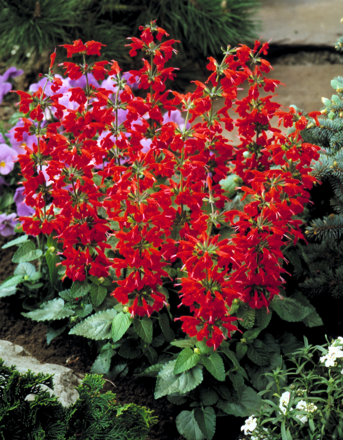 Salvia coccinea Lady in Red