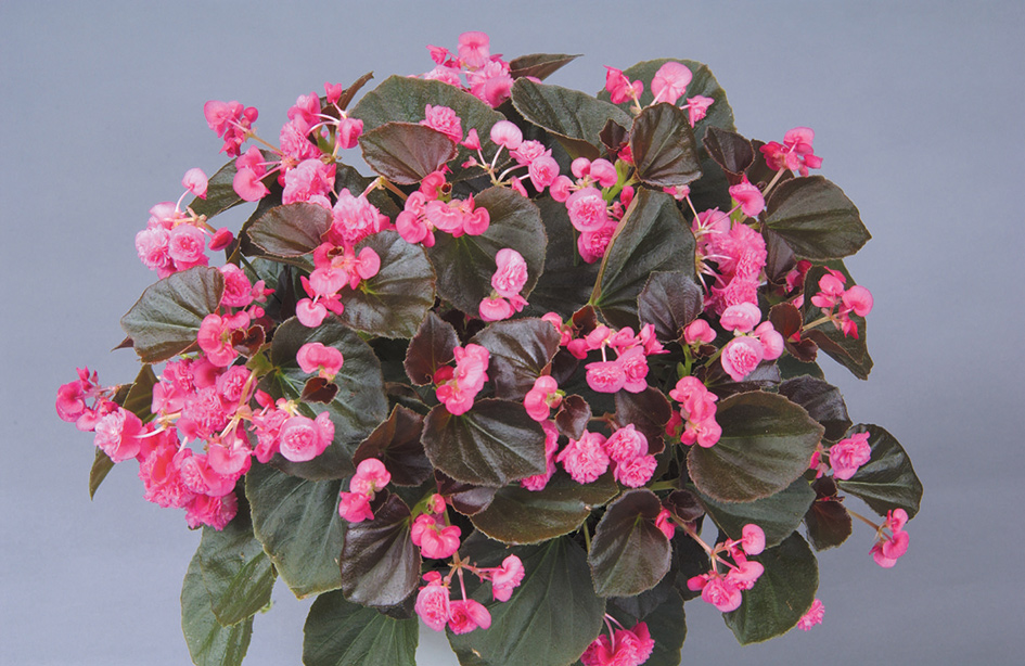 Begonia Doublet Rose