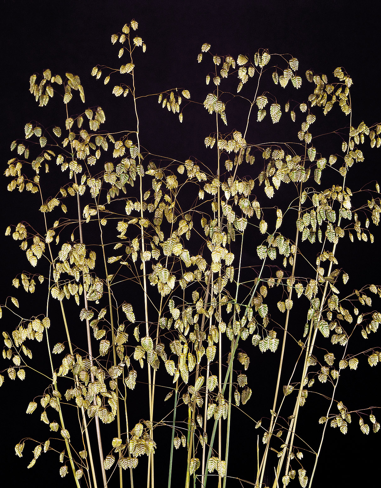 Briza minima