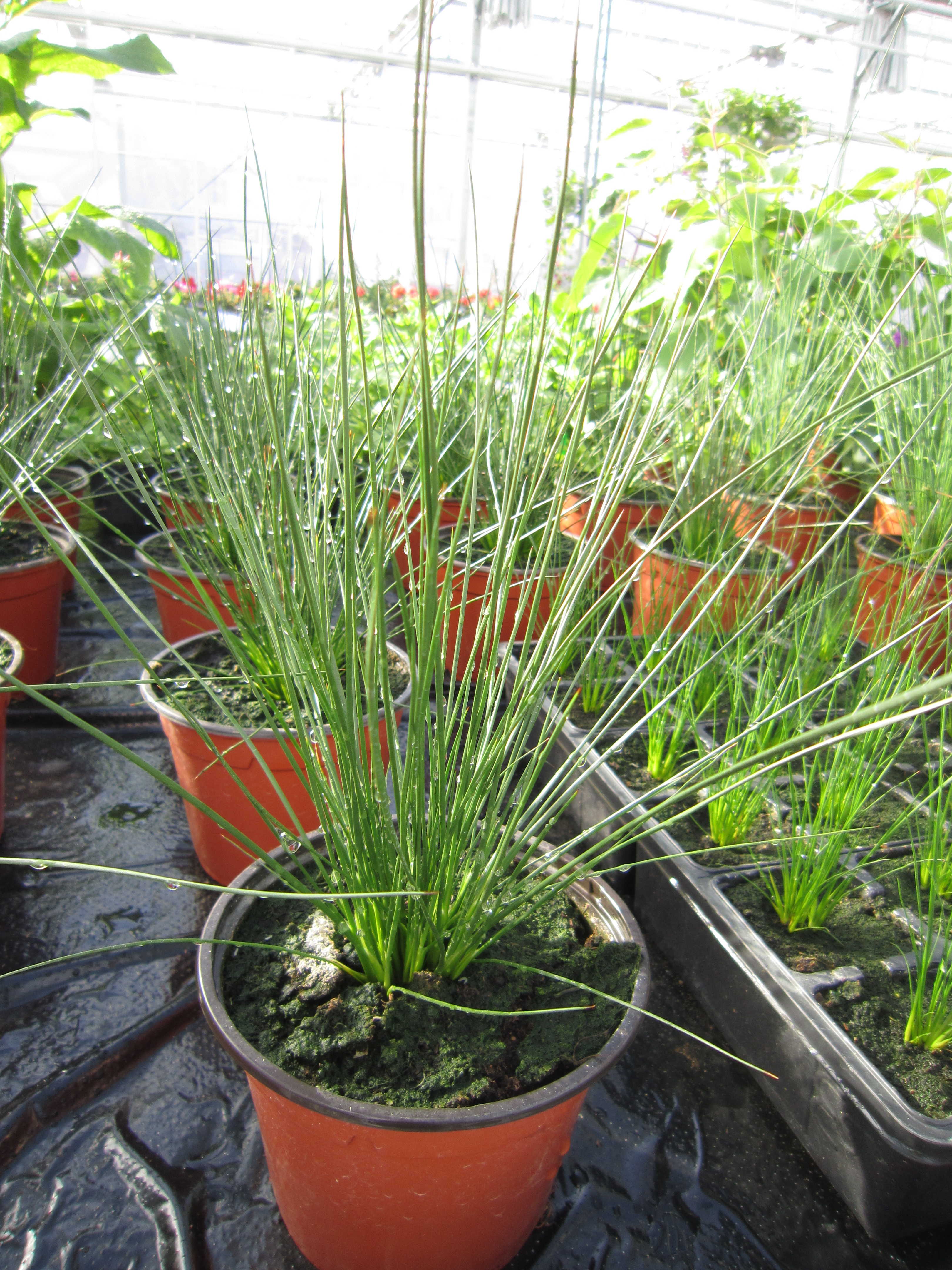 Juncus effusus Headgehog (Igel)