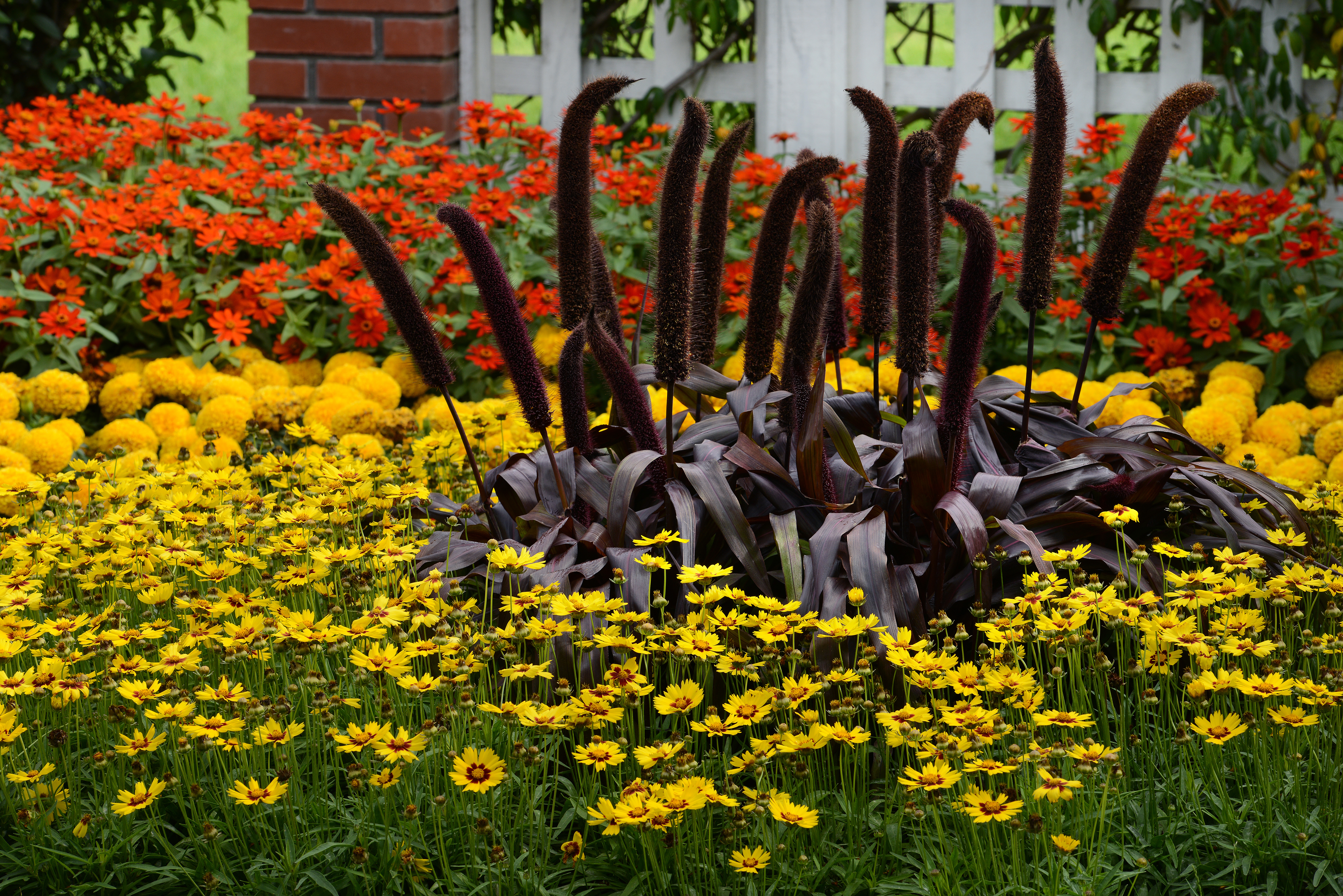 Coreopsis grandiflora Sunkiss