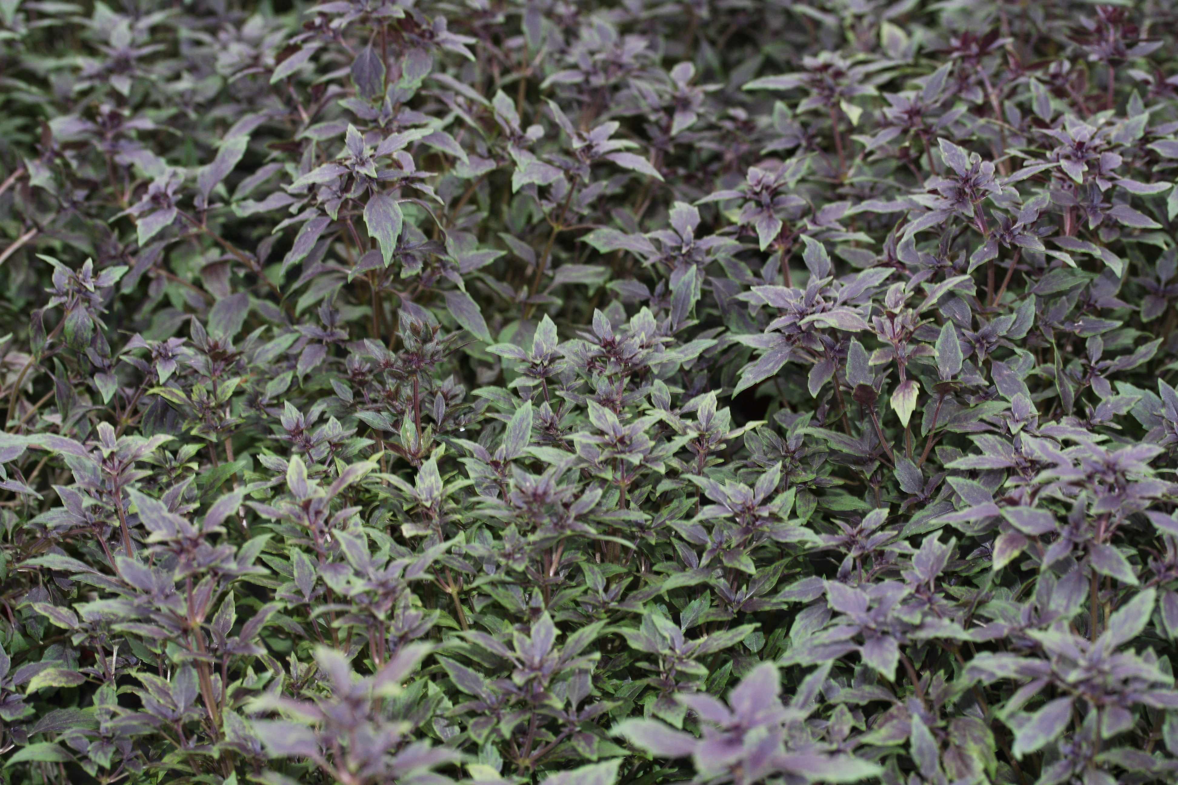 Ocimum basilicum Lhasa (P)