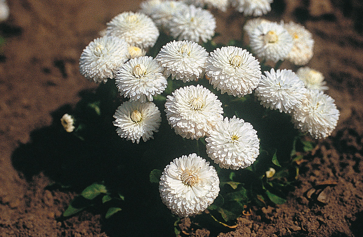 Bellis perennis Roggli Weiß