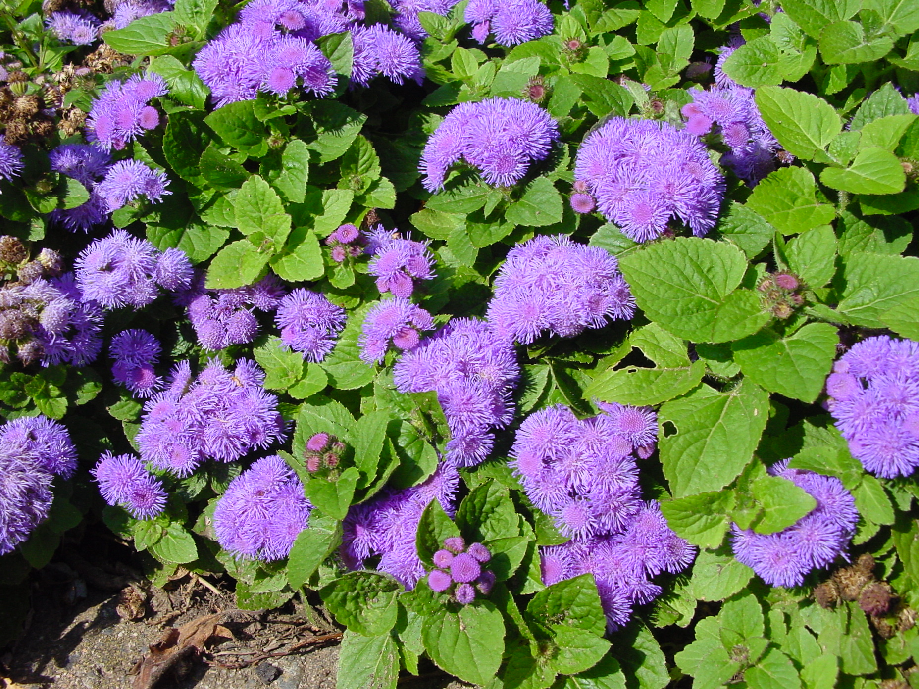 Ageratum mexicanum Market Growers Blue