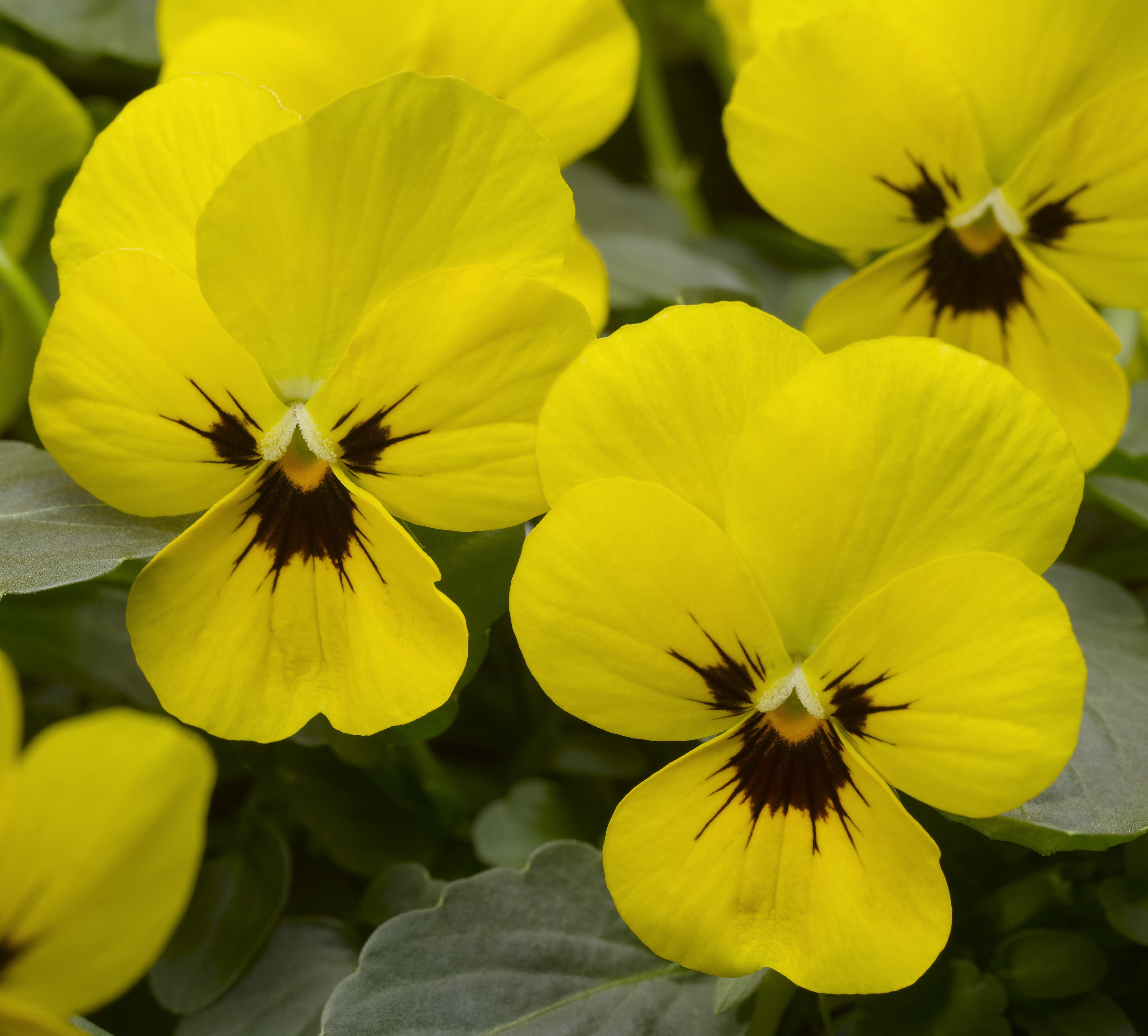 Viola cornuta F1 Penny Gelb mit Auge