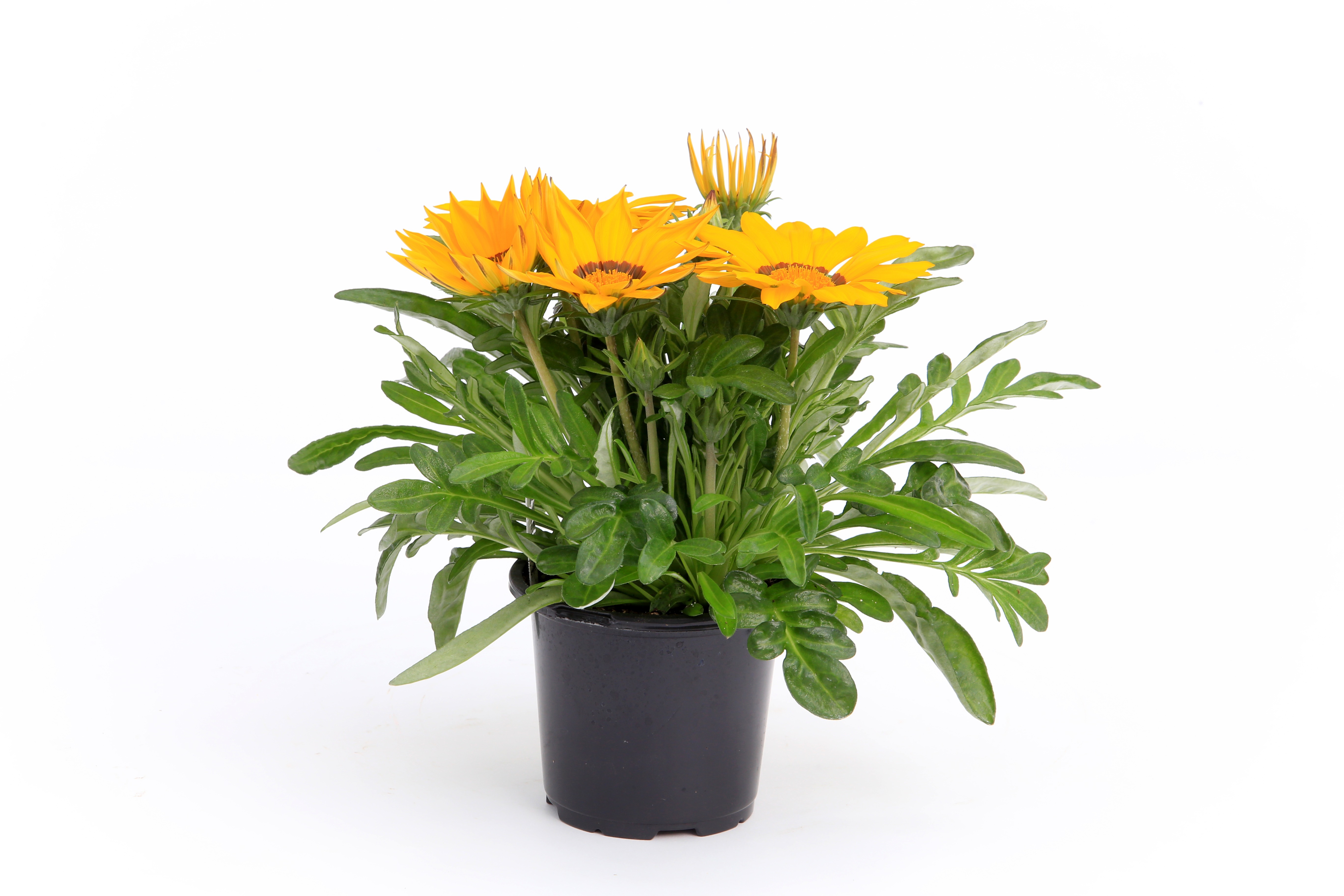 Gazania rigens F1 Kiss Yellow Flame