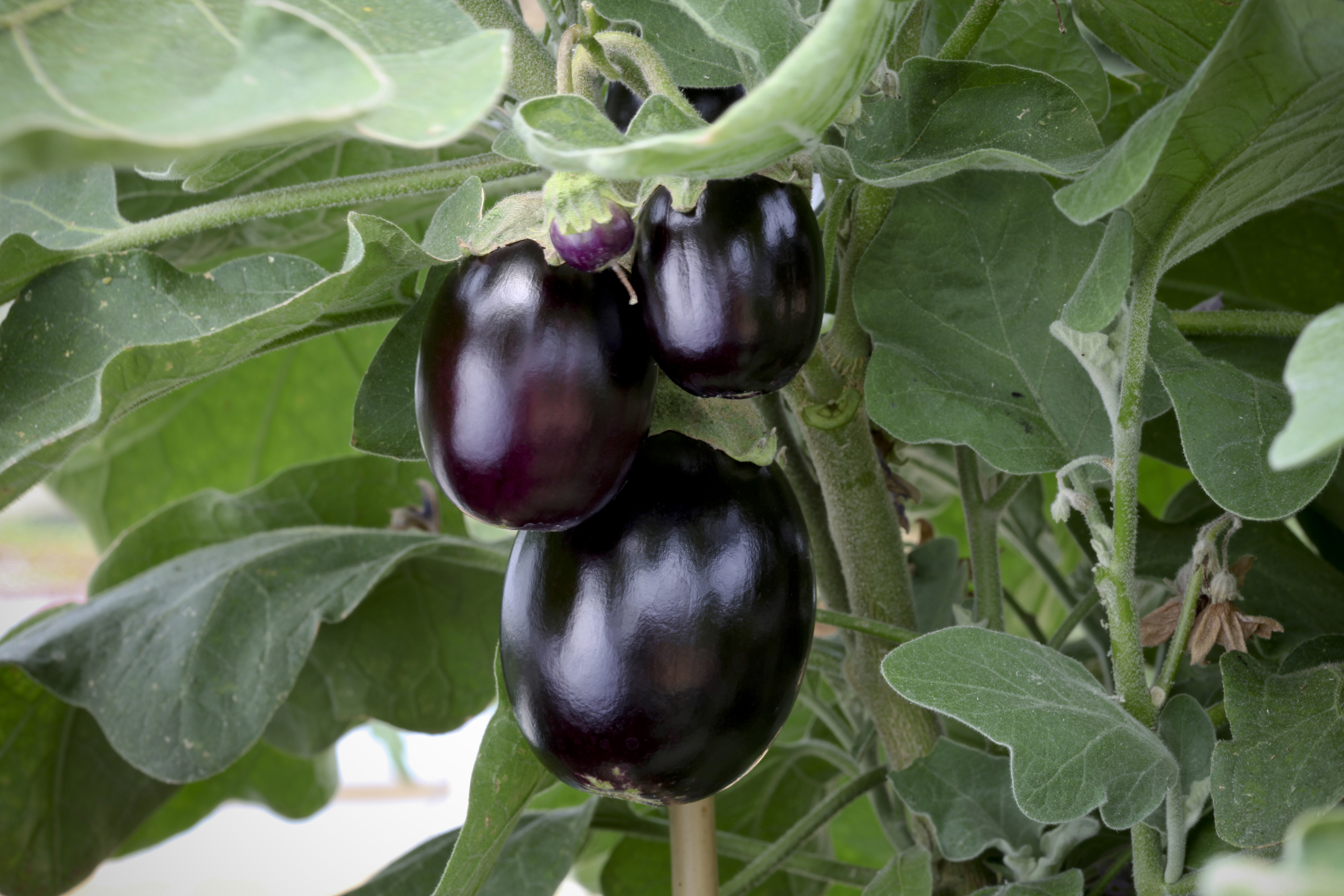 Aubergine Jackpot