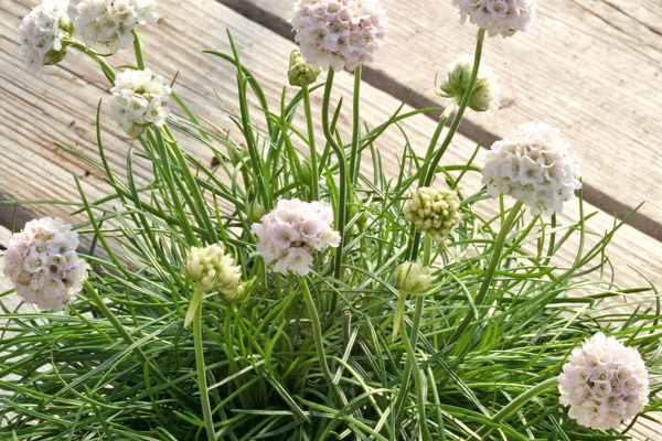 Armeria maritima Laucheana splendis Morning Star White