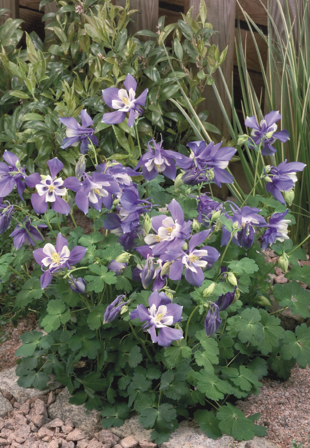 Aquilegia flabellata Spring Magic Blau Weiß