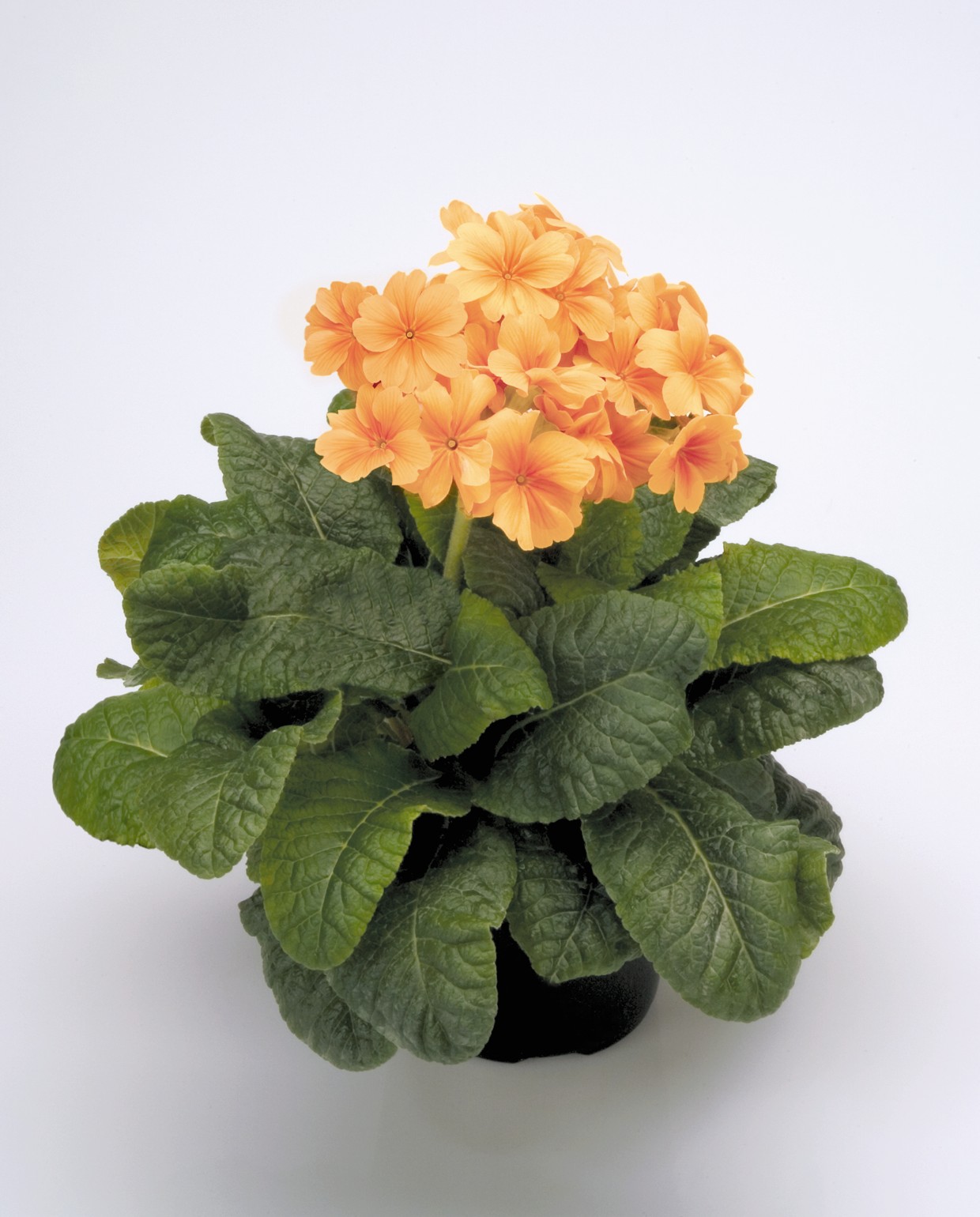 Primula elatior F1 Crescendo Orange (mittelfrüh)