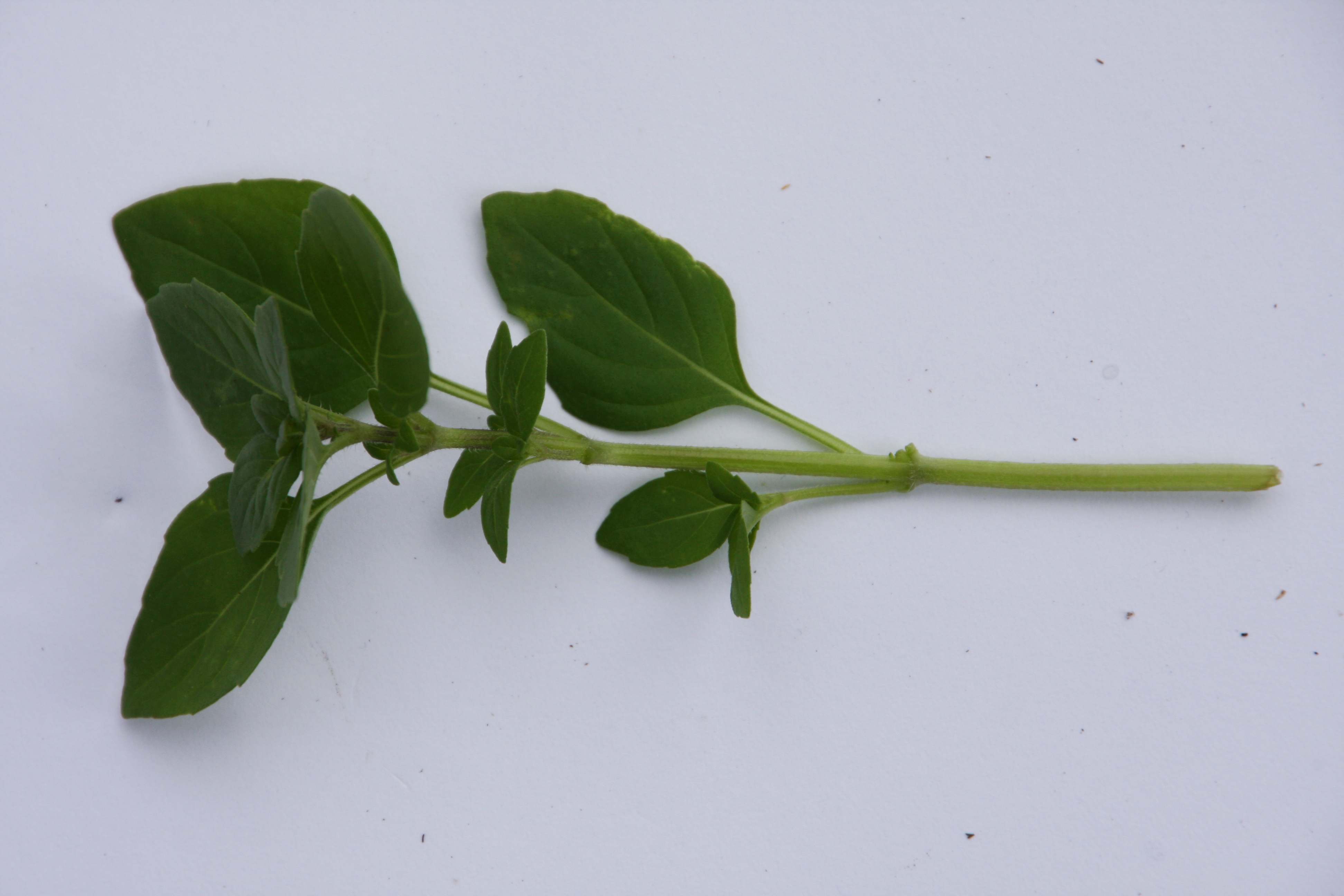 Ocimum basilicum Habana (P)