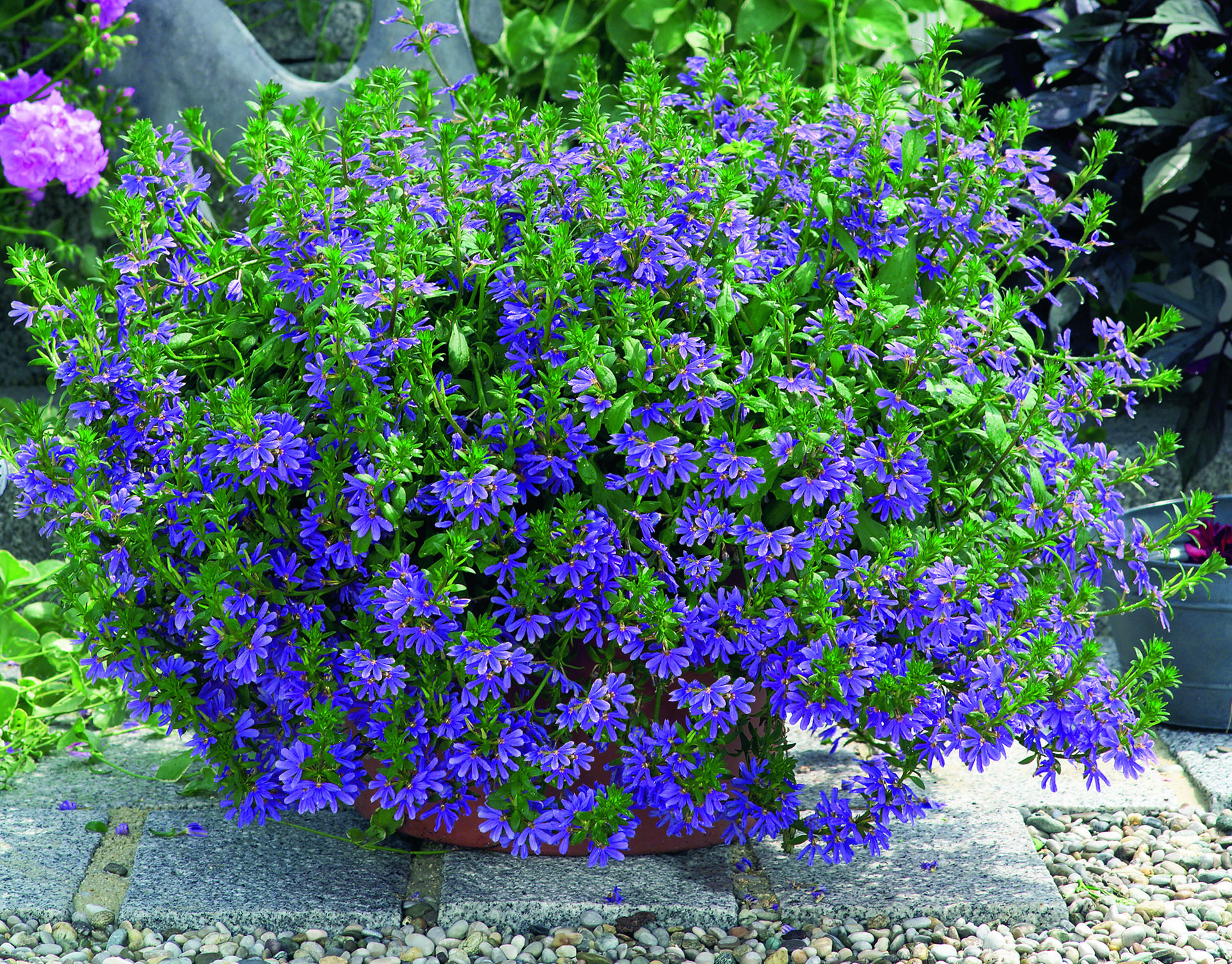 Scaevola aemula Saphira (P)