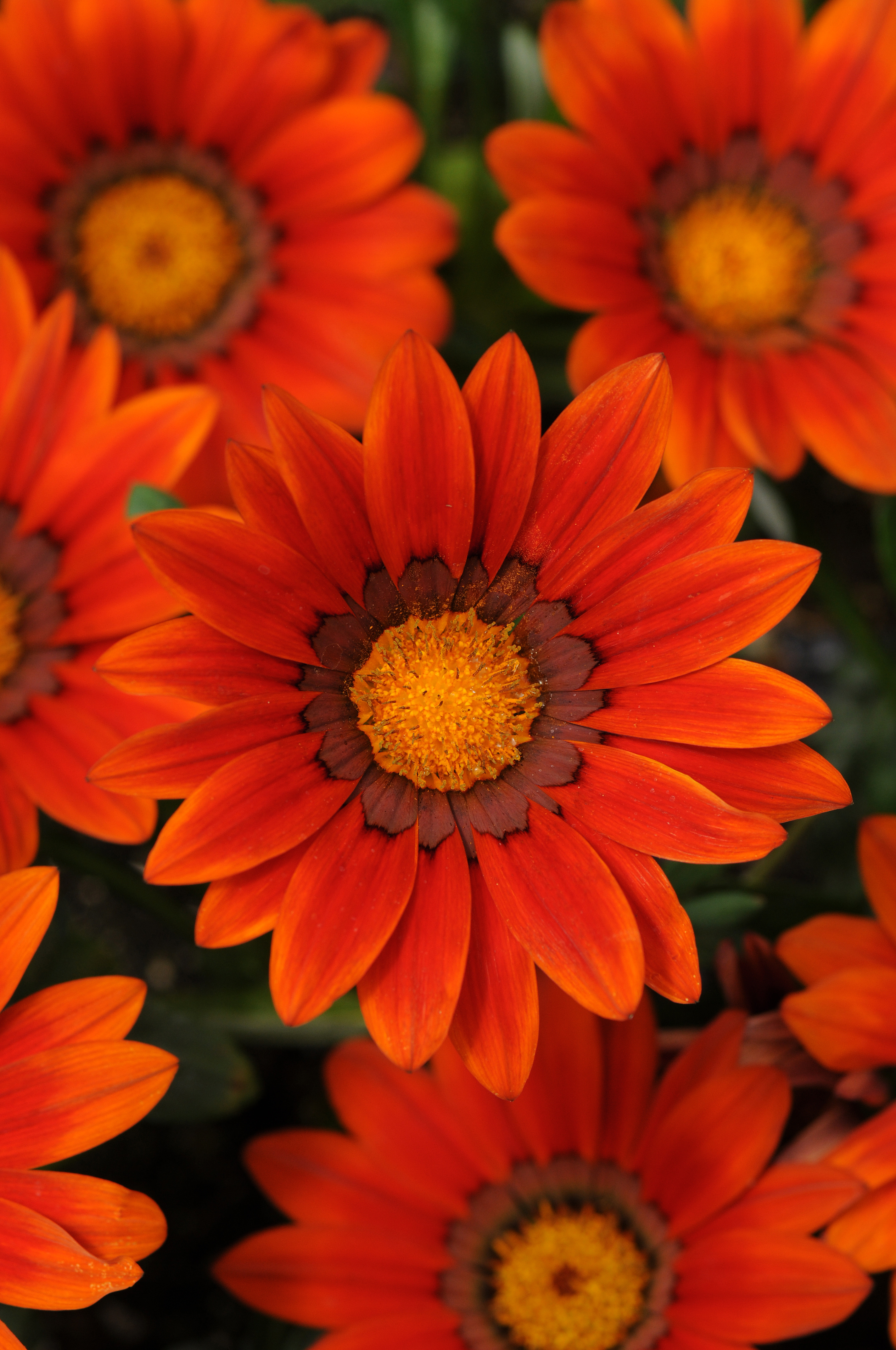 Gazania rigens F1 New Day Bronze Shades