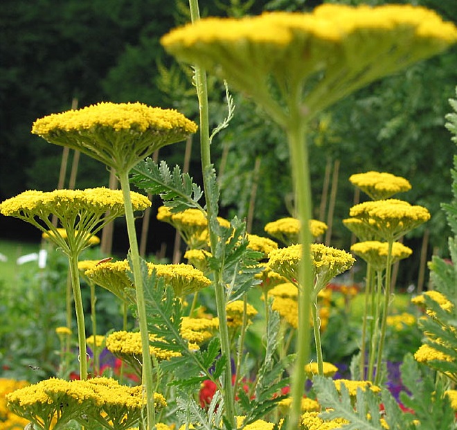 Achillea filipendulina Parkers Varietät